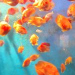 小缸鱼