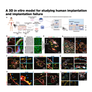 424-3D In Vitro Model for Human Implantation