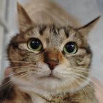 眼镜猫Chloe