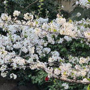 下楼晒太阳、秘密樱花跑道、拿证...本周快乐时间｜EP1