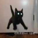 古埃及掌管小猫的神