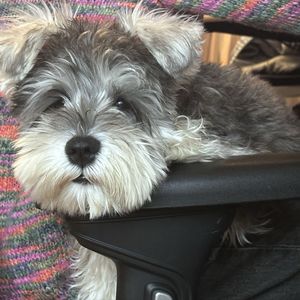 podcaster-avatar