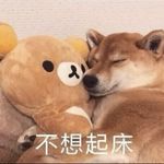 海象无花果