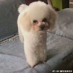 Amelia_7