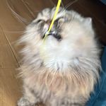 溏心鸡蛋