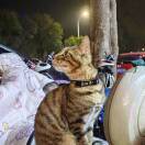 老实的两轮大电车