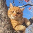 小猫两三只_Sklo