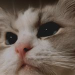 瑞秋Mia松露菜菜子