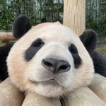 熊猫女士