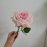 伊莱扎