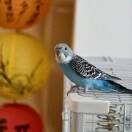 阿彭彭彭彭彭老师