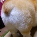 大脸侠