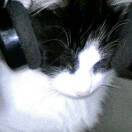 Meow_0S0M