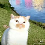 毛毛总