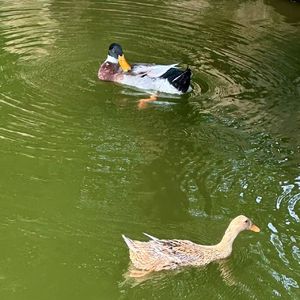 EP37春江水暖鸭先知,但那只鸭正在和命运讨价还价