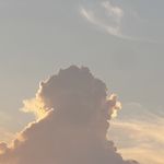 美丽又苍老的绿茶