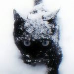 淤青shirley