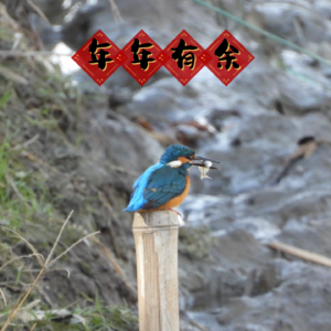 SP 春节闲聊：别来过年