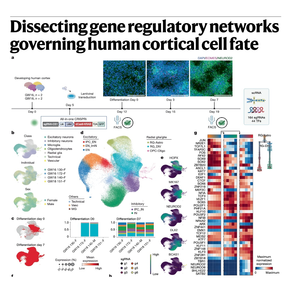 762-人脑皮层细胞命运的基因调控网络解析