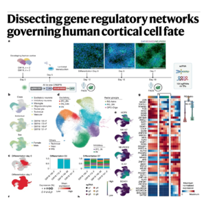 762-人脑皮层细胞命运的基因调控网络解析