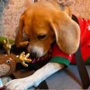 香港最后一条食醉狗