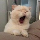 ovwbv_