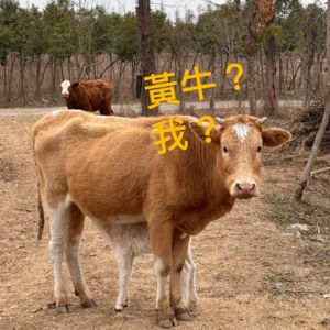 Vol. 50 剧场门口的黄牛,我跟你拼了!剧女、娃友、演唱会人的抢票血泪史