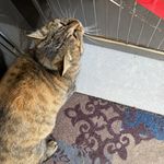 阿斯巴甜苹果派