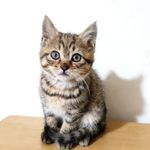 AAA纳米红参批发