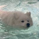 铁柱泡泡节衣缩食版