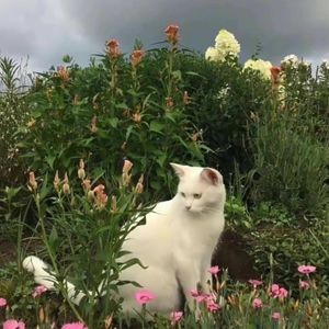 podcaster-avatar
