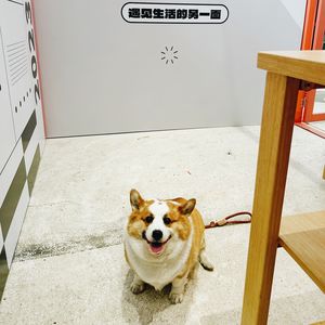 一起逛咖啡节，狗狗 咖啡 酒和好天气｜合肥