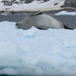 在南极侧躺挠屁屁