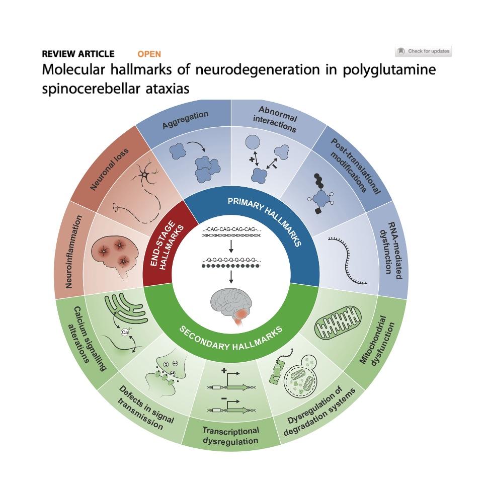 1421-Hallmarks of Polyglutamine Spinocerebellar Ataxias episode artwork