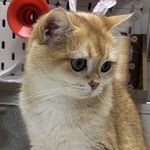 苹果猫想躺平版