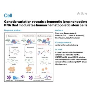995-HOTSCRAMBL：调控造血干细胞自稳态的长链非编码RNA