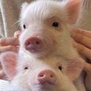 你也喜欢吃红烧肉吗