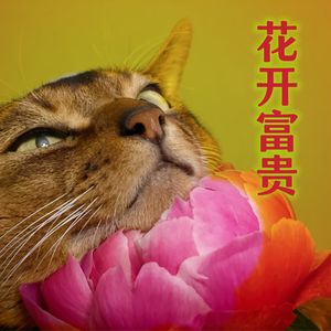 Coco不是可可