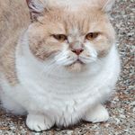 太白兔奶糖派大星