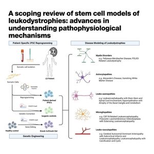 1389-Stem Cell Models of Leukodystrophies