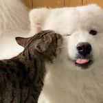 不说废话爱吃面包