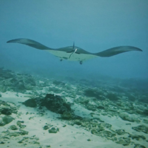 04 🇮🇩 巴厘岛 潜水 冲浪 爬火山 户外人的快乐老家