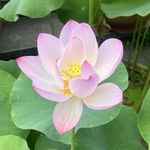 非知名摸鱼专家