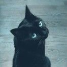 静静_qcat