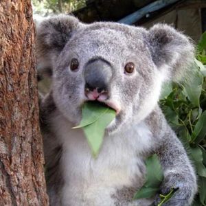 podcaster-avatar