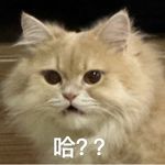 哈啊这