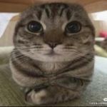 灵魂出窍者