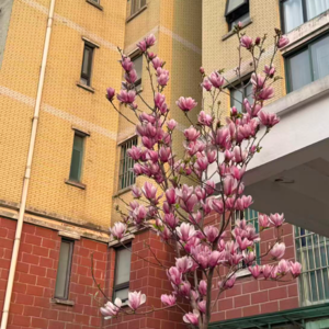 60从张雪峰老师的意外离世新闻出发，认真聊一次：如果生命进入倒计时，我会做什么、在意什么、遗憾什么