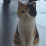 ichxixi