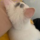 飞酱